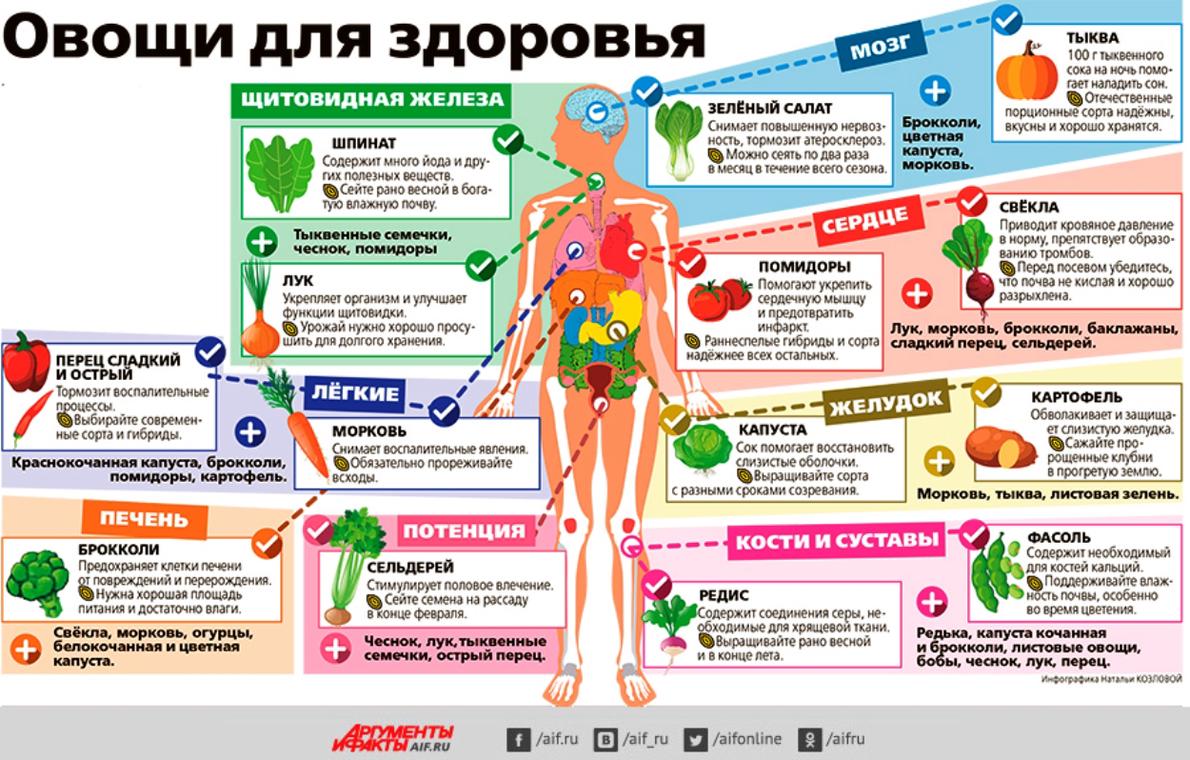 Помощь организму. Правильное питание инфографика. Полезные овощи для организма. Овощи полезны для здоровья. Полезная инфографика для здоровья.